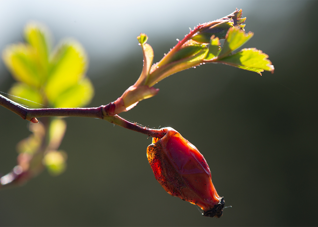 Rosehips in Transformation:   Early Summer