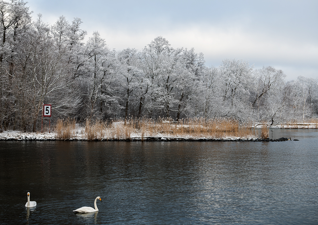 Stockholm:   Swans