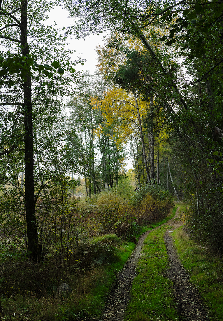 Roslagen:   The forest path