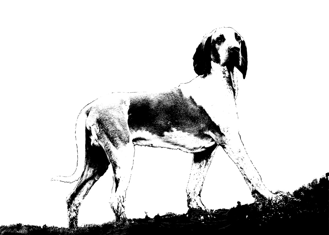 Bracco Italiano: Stamtavla