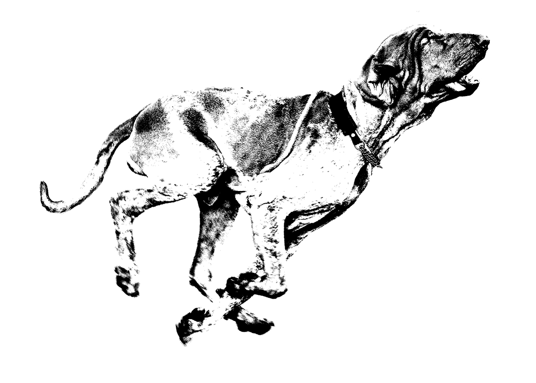 Bracco Italiano: Jaktsprång
