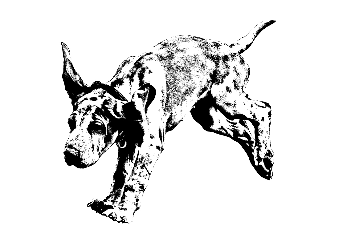 Bracco Italiano: Valpskutt