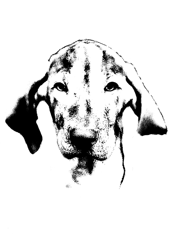 Bracco Italiano: Ungdom