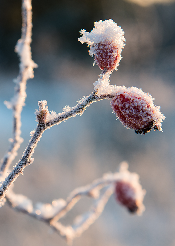 Nypon i förvandling:   Vinter