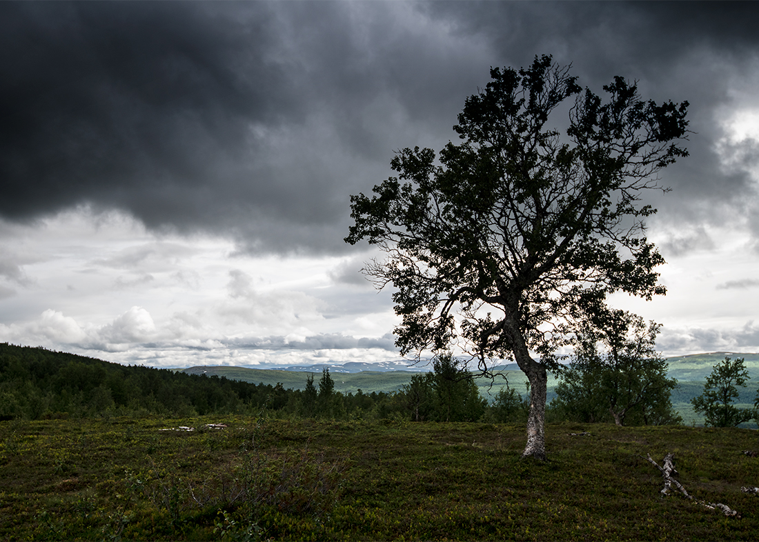 Tärnafjällen: Syterbäcken V