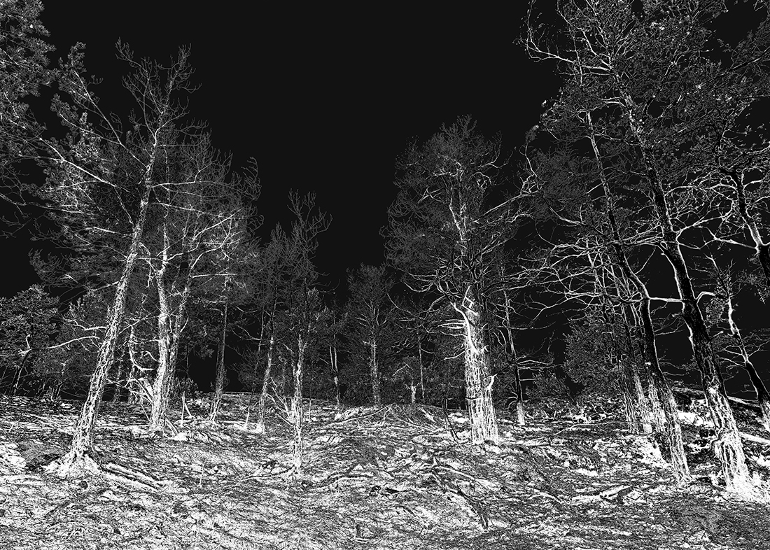 Efter branden: Utsikt över bränd skog I