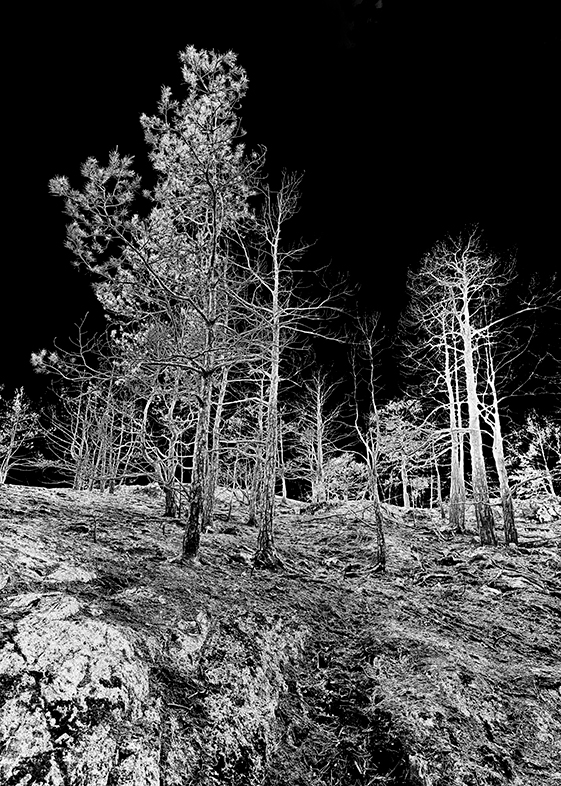 Efter branden: Utsikt över bränd skog II