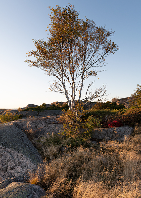 Stockholms skärgård:   Kvällsbjörk