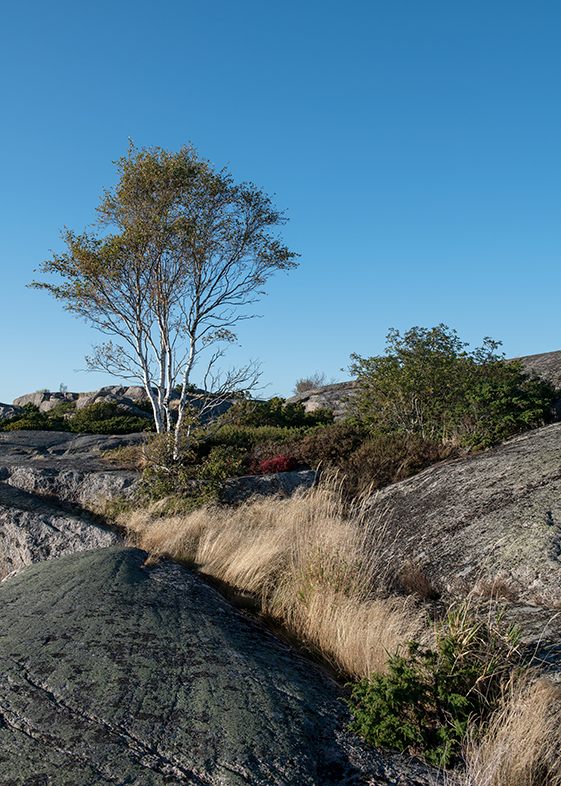 Stockholms skärgård:   Dagsbjörk