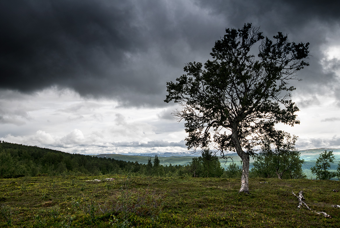 Tärnafjällen: Syterbäcken V