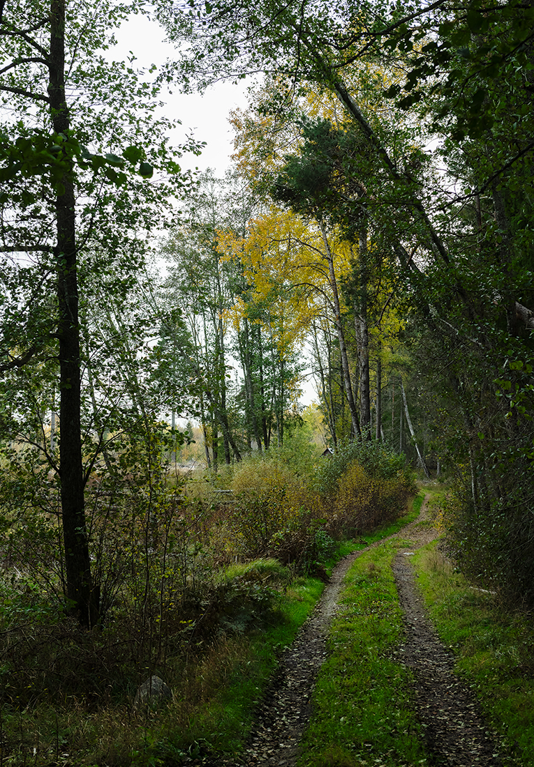Roslagen: Skogsvägen
